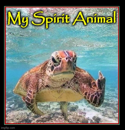 A Turtle who tells it like it is | My Spirit Animal | image tagged in vince vance,turtles,funny animal meme,indians,spirit animal,grouchy | made w/ Imgflip meme maker