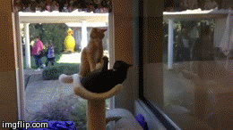 Cat fight | I'M GETTING ADOPTED FIRST | image tagged in gifs | made w/ Imgflip video-to-gif maker