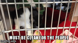 MUST BE CLEAN FOR THE PEOPLE | image tagged in gifs | made w/ Imgflip video-to-gif maker