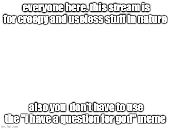 Blank White Template | everyone here. this stream is for creepy and useless stuff in nature; also you  don't have to use the "i have a question for god" meme | image tagged in blank white template | made w/ Imgflip meme maker