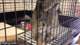MUST ACT ADORABLE | image tagged in gifs | made w/ Imgflip video-to-gif maker