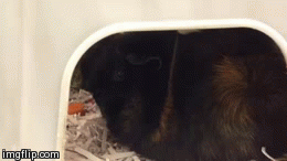 IF I DON'T MOVE, THEY WON'T SEE ME | image tagged in gifs | made w/ Imgflip video-to-gif maker