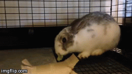 OM NOM NOM | image tagged in gifs | made w/ Imgflip video-to-gif maker
