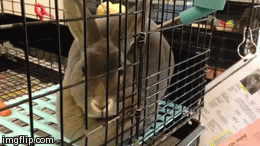 SMELL THAT? SMELLS LIKE I NEED TO BE ADOPTED | image tagged in gifs | made w/ Imgflip video-to-gif maker