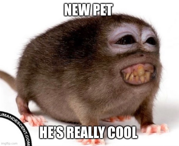 NEW PET; HE’S REALLY COOL | made w/ Imgflip meme maker