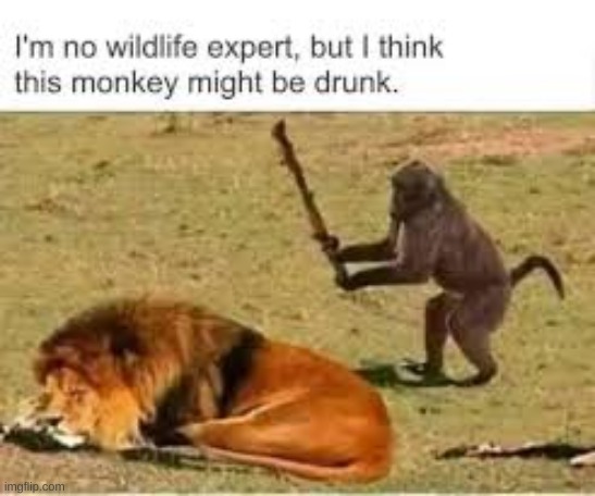 drunk monkey | I'M NO WILDLIFE EXPERT BUT I THINK THIS MONKEY MIGHT BE DRUNK. | image tagged in monke,drunk,meme | made w/ Imgflip meme maker