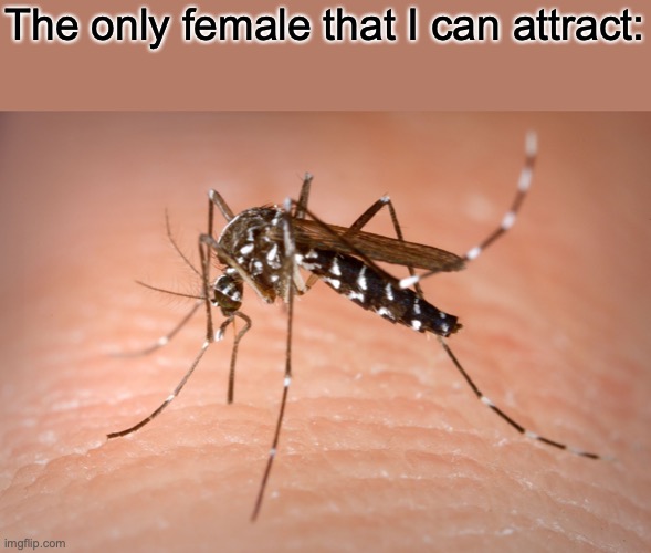 mosquito  | The only female that I can attract: | image tagged in mosquito | made w/ Imgflip meme maker