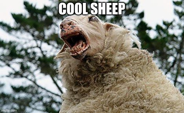 cool sheep lol | COOL SHEEP | image tagged in mad sheep | made w/ Imgflip meme maker