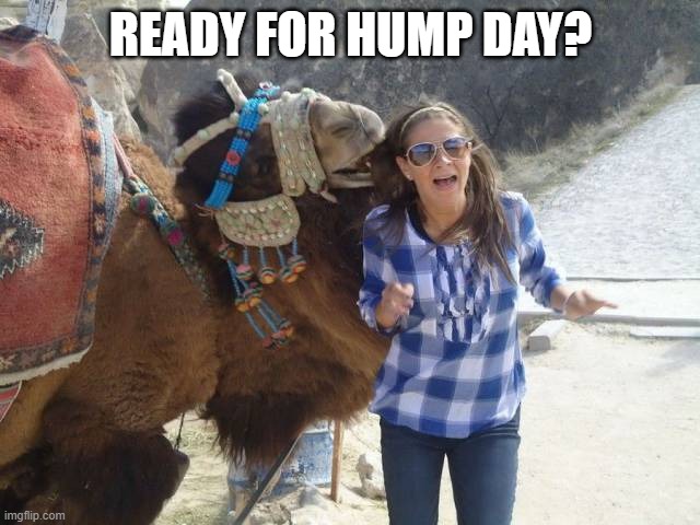 READY FOR HUMP DAY? | image tagged in camel | made w/ Imgflip meme maker
