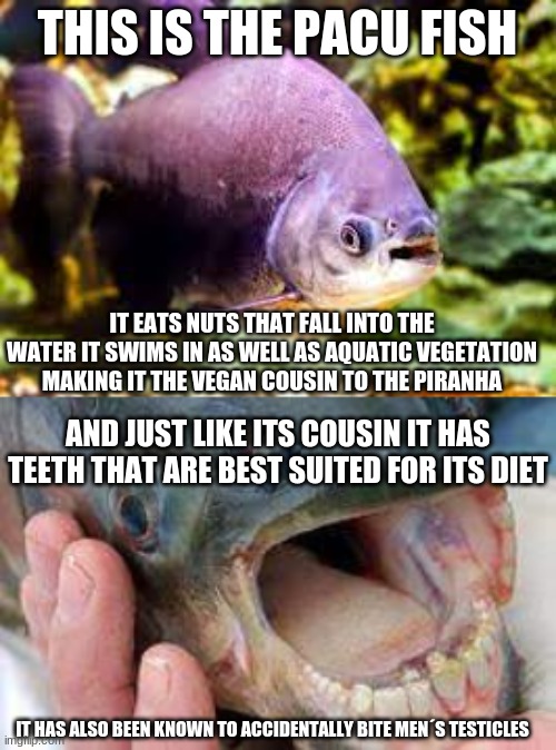 hows this for cursed | THIS IS THE PACU FISH; IT EATS NUTS THAT FALL INTO THE WATER IT SWIMS IN AS WELL AS AQUATIC VEGETATION MAKING IT THE VEGAN COUSIN TO THE PIRANHA; AND JUST LIKE ITS COUSIN IT HAS TEETH THAT ARE BEST SUITED FOR ITS DIET; IT HAS ALSO BEEN KNOWN TO ACCIDENTALLY BITE MEN´S TESTICLES | image tagged in fish,teeth,oh god why | made w/ Imgflip meme maker