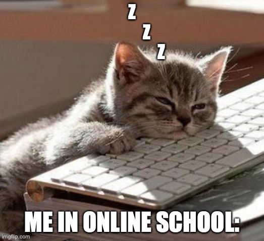 Anyone else? | Z
         Z
                  Z; ME IN ONLINE SCHOOL: | image tagged in tired cat,sad,school,online,annoying | made w/ Imgflip meme maker