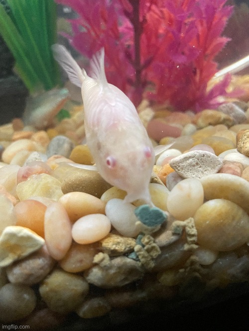 The albino catfish that one of my family member has | made w/ Imgflip meme maker