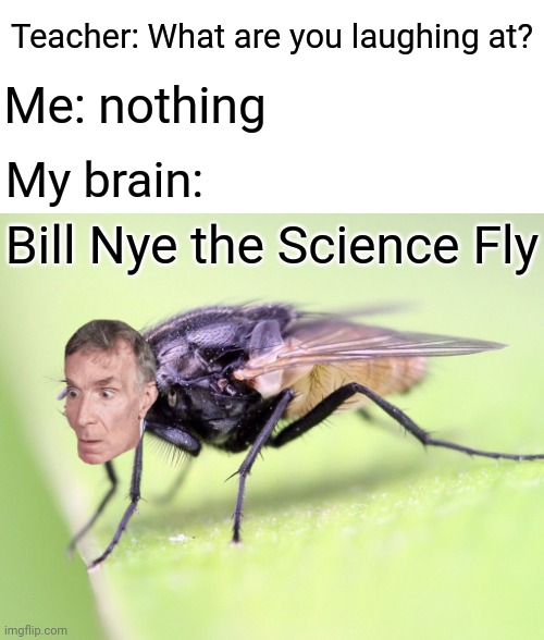 My brain: Bill Nye the Science Fly | Teacher: What are you laughing at? Me: nothing; My brain:; Bill Nye the Science Fly | image tagged in teacher what are you laughing at,blank white template,funny,memes,meme,bill nye the science guy,memes | made w/ Imgflip meme maker