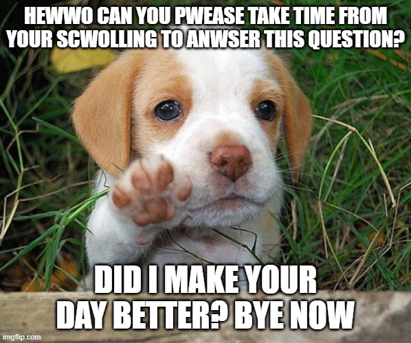 Did I? | HEWWO CAN YOU PWEASE TAKE TIME FROM YOUR SCWOLLING TO ANWSER THIS QUESTION? DID I MAKE YOUR DAY BETTER? BYE NOW | image tagged in dog puppy bye,imgflip | made w/ Imgflip meme maker