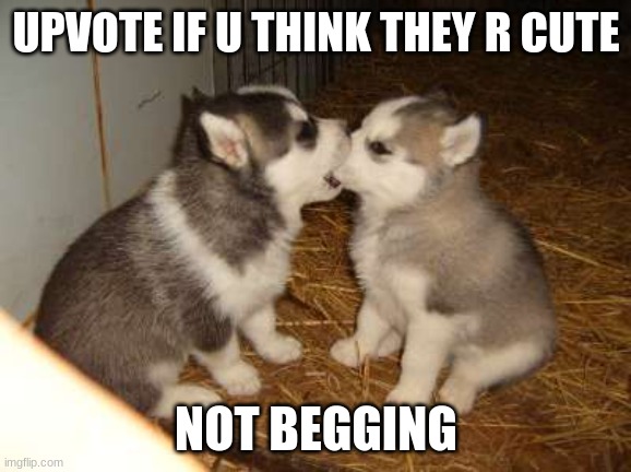 They be cute doe | UPVOTE IF U THINK THEY R CUTE; NOT BEGGING | image tagged in memes,cute puppies | made w/ Imgflip meme maker