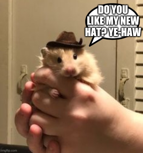cowboy hamster | DO YOU LIKE MY NEW HAT? YE-HAW | image tagged in hamster | made w/ Imgflip meme maker