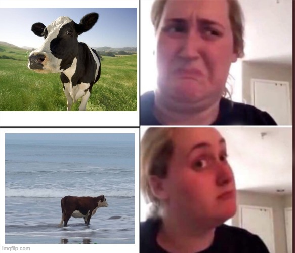 Salty H2O cow (mod note YOU RUINED OUR LORDS NAME} | image tagged in kombucha girl | made w/ Imgflip meme maker