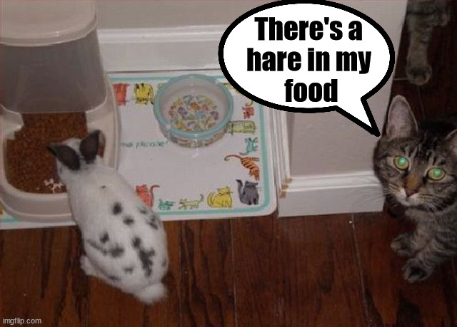 hare in my food | There's a 
hare in my 
food | image tagged in cats | made w/ Imgflip meme maker