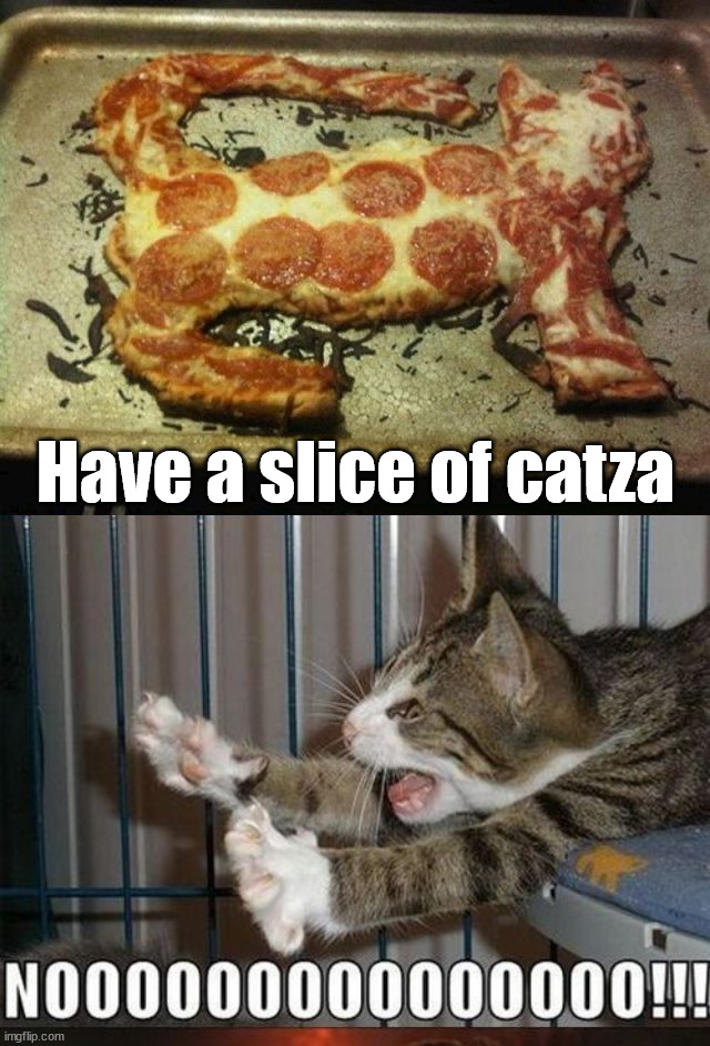 Have a slice of catza | image tagged in cats | made w/ Imgflip meme maker