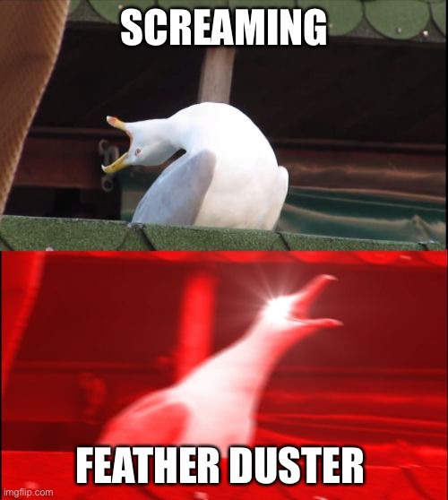screaming seagull | SCREAMING FEATHER DUSTER | image tagged in screaming seagull | made w/ Imgflip meme maker