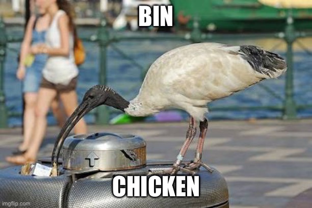 Bin chicken | BIN CHICKEN | image tagged in bin chicken | made w/ Imgflip meme maker