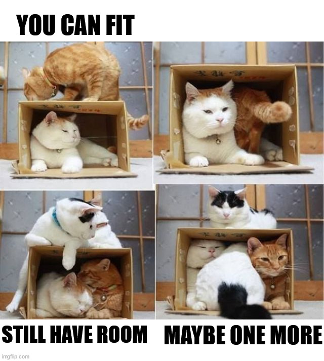YOU CAN FIT; MAYBE ONE MORE; STILL HAVE ROOM | image tagged in cats | made w/ Imgflip meme maker