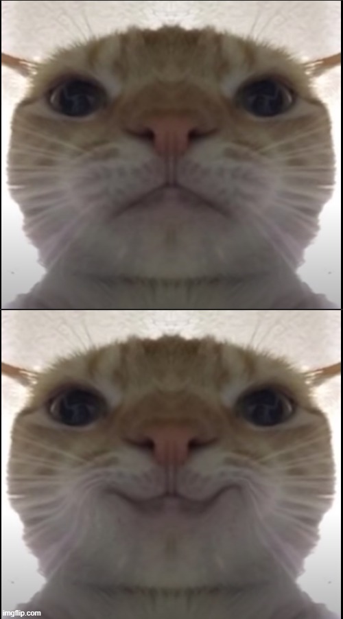serious cat happy cat | image tagged in cat meme | made w/ Imgflip meme maker