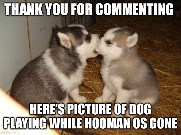 Cute Puppies | THANK YOU FOR COMMENTING; HERE’S PICTURE OF DOG PLAYING WHILE HOOMAN OS GONE | image tagged in memes,cute puppies | made w/ Imgflip meme maker