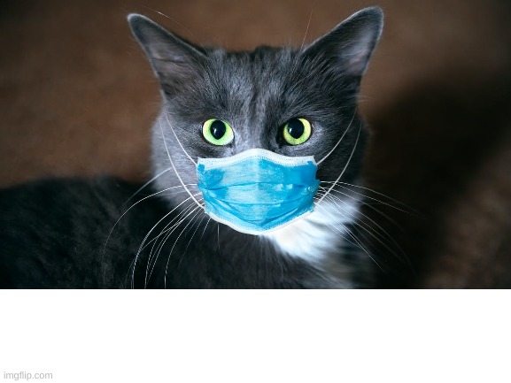 A mask for a cat | made w/ Imgflip meme maker