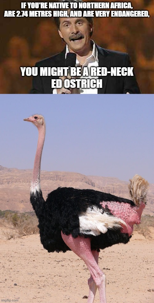IF YOU'RE NATIVE TO NORTHERN AFRICA, ARE 2.74 METRES HIGH, AND ARE VERY ENDANGERED, YOU MIGHT BE A RED-NECK
ED OSTRICH | image tagged in jeff foxworthy you might be a redneck,memes,birds,ostrich,puns,ornithology | made w/ Imgflip meme maker