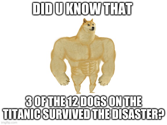 Dogs r smart animals | DID U KNOW THAT; 3 OF THE 12 DOGS ON THE TITANIC SURVIVED THE DISASTER? | image tagged in blank white template | made w/ Imgflip meme maker