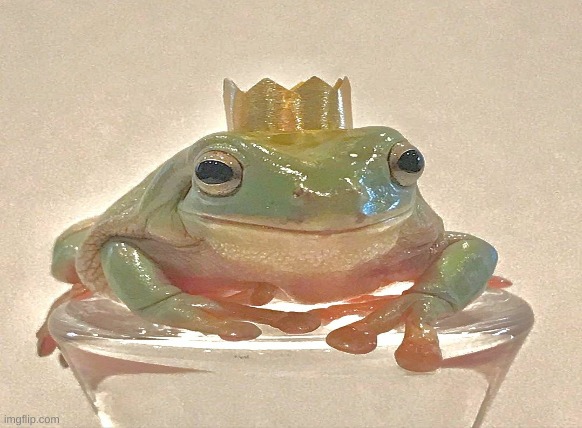 Queen Froggie :D | image tagged in queen,frog | made w/ Imgflip meme maker