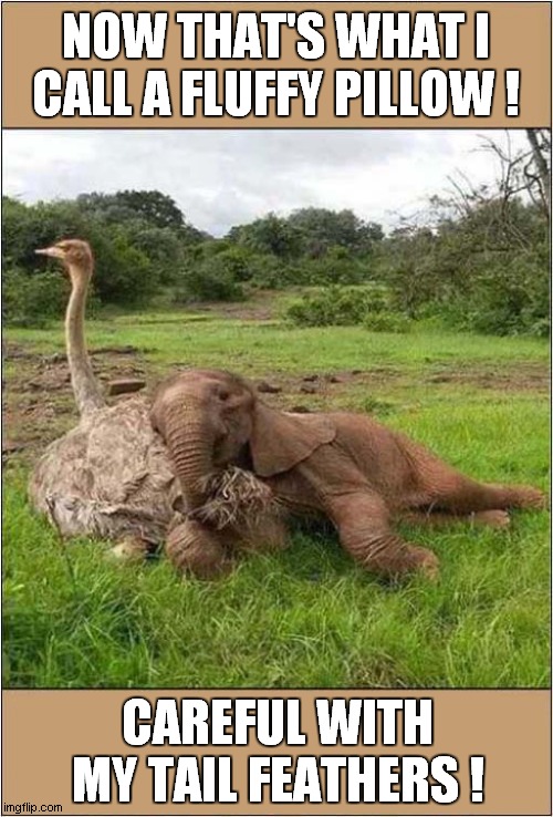 A Very Sleepy Elephant ? | NOW THAT'S WHAT I CALL A FLUFFY PILLOW ! CAREFUL WITH MY TAIL FEATHERS ! | image tagged in fun,elephant,baby elephant,ostrich,pillow,feathers | made w/ Imgflip meme maker