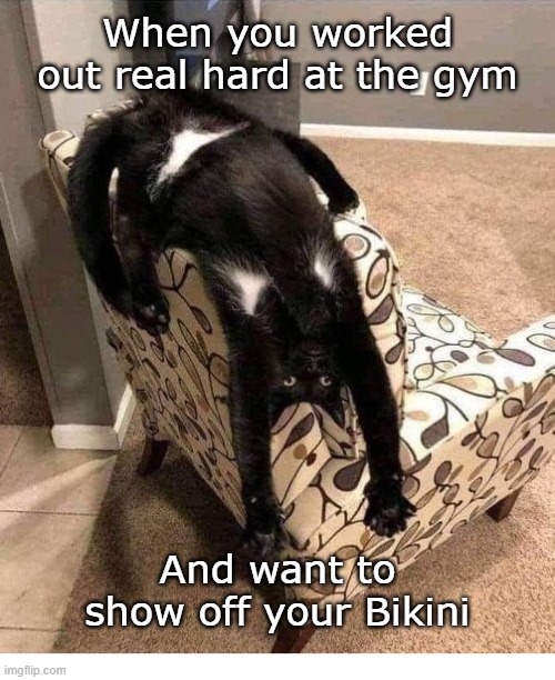 Show Off Bikini | When you worked out real hard at the gym; And want to show off your Bikini | image tagged in workout,gym,bikini | made w/ Imgflip meme maker