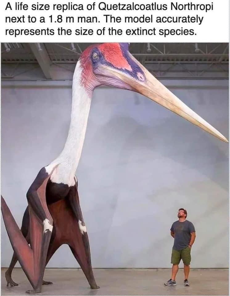 Fuck Bird Blank Template Imgflip