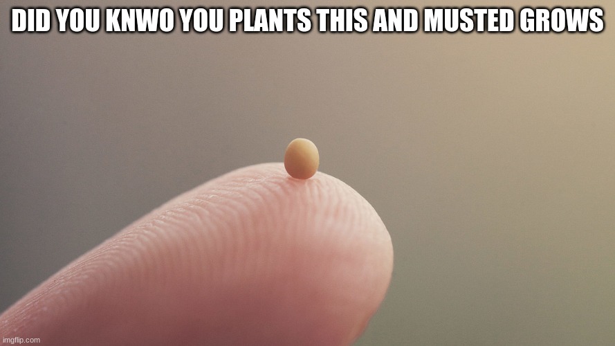 musterd seed | DID YOU KNWO YOU PLANTS THIS AND MUSTED GROWS | made w/ Imgflip meme maker