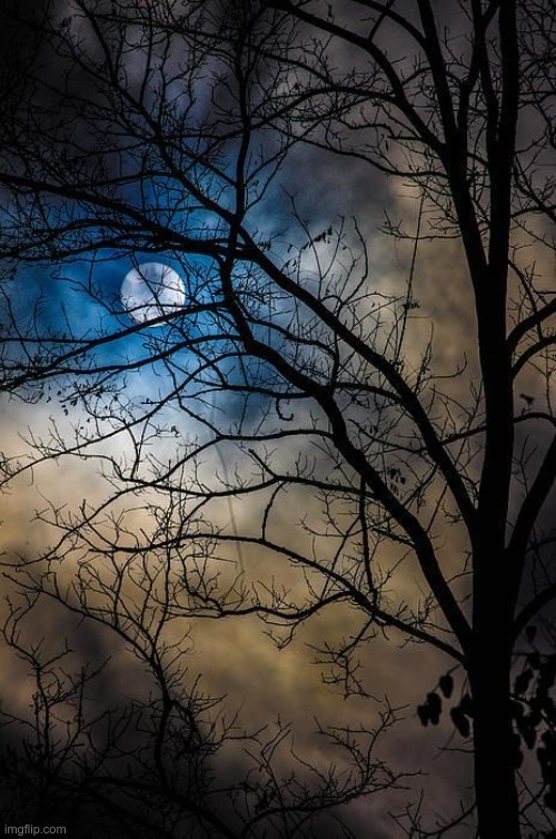Lunar View | image tagged in landscape_images stream,landscapes,trees,moon,rick75230 | made w/ Imgflip meme maker
