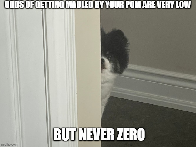 EVIL DOG | ODDS OF GETTING MAULED BY YOUR POM ARE VERY LOW; BUT NEVER ZERO | image tagged in pomeranian,funny dog,dog | made w/ Imgflip meme maker