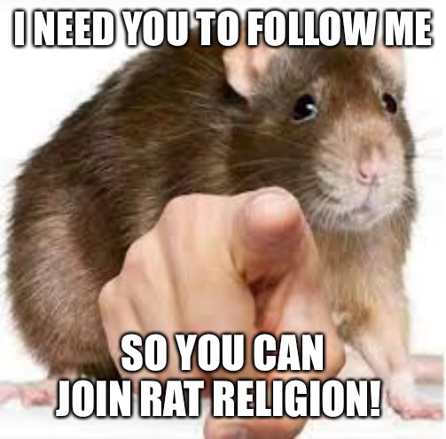 ᘛ⁐̤ᕐᐷ ||face reveal at 200 followers|| ᘛ⁐̤ᕐᐷ | I NEED YOU TO FOLLOW ME; SO YOU CAN JOIN RAT RELIGION! | image tagged in pointing rat | made w/ Imgflip meme maker