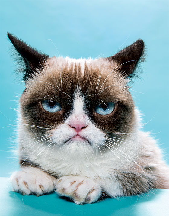 Grumpy Cat Blank Template Imgflip