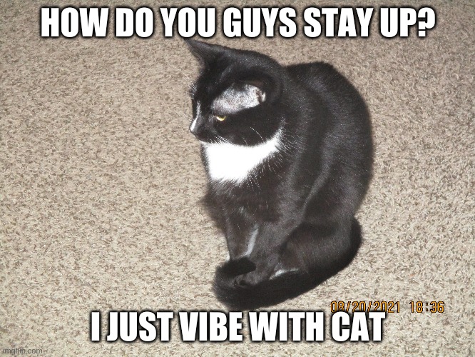 HOW DO YOU GUYS STAY UP? I JUST VIBE WITH CAT | image tagged in cat,no sleep,sleep deprivation creations | made w/ Imgflip meme maker