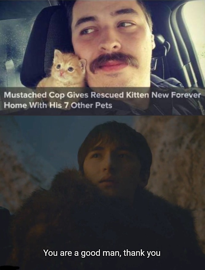 Kitten got new home (◠‿◠) | image tagged in you are a good man thank you,memes,funny,funny memes,cats,wholesome | made w/ Imgflip meme maker