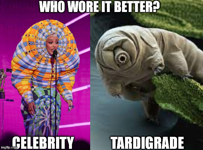 Let's take a poll... | WHO WORE IT BETTER? TARDIGRADE; CELEBRITY | image tagged in funny,celebrities,nyc,clothing | made w/ Imgflip meme maker