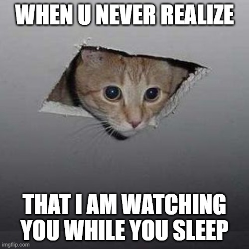 WARNING!!! Follow me now or else I'm gonna be watching you sleep tonight!! | WHEN U NEVER REALIZE; THAT I AM WATCHING YOU WHILE YOU SLEEP | image tagged in cat meme,wholesome,cat,k i t t y,i'm ganna watch you sleep tonight | made w/ Imgflip meme maker