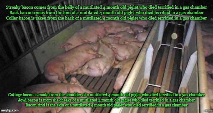 Bacon | minkpen | image tagged in vegan,bacon,piglet,farming,slaughter,meat | made w/ Imgflip meme maker