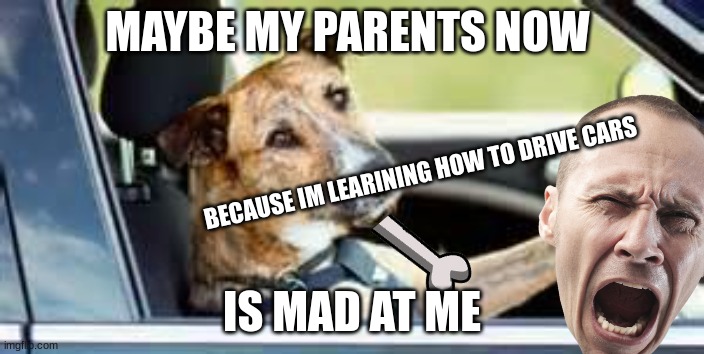 A dog drives car | MAYBE MY PARENTS NOW; BECAUSE IM LEARINING HOW TO DRIVE CARS; IS MAD AT ME | image tagged in dog in car | made w/ Imgflip meme maker