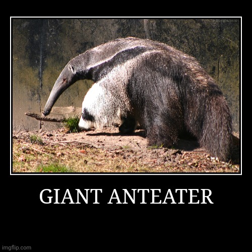 Giant Anteater | GIANT ANTEATER | | image tagged in demotivationals,anteater | made w/ Imgflip demotivational maker