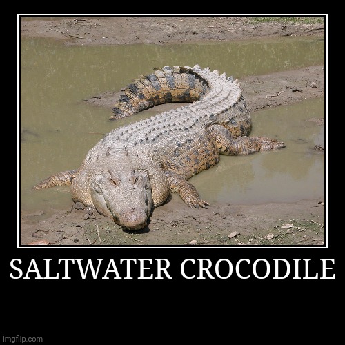 Saltwater Crocodile | SALTWATER CROCODILE | | image tagged in demotivationals,crocodile | made w/ Imgflip demotivational maker