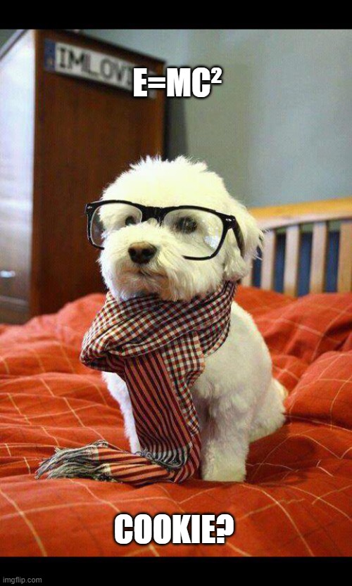 Intelligent Dog Meme | E=MC²; COOKIE? | image tagged in memes,intelligent dog | made w/ Imgflip meme maker