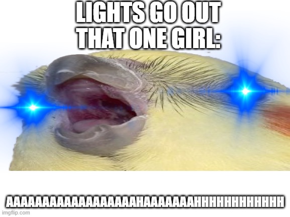 screeeeeeeeeeeeeeeeeeeeeem | LIGHTS GO OUT
THAT ONE GIRL:; AAAAAAAAAAAAAAAAAAHAAAAAAAHHHHHHHHHHHH | image tagged in screaming,lights out,birb | made w/ Imgflip meme maker
